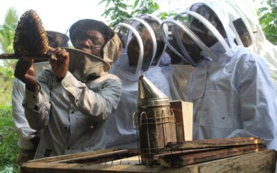 Formation des communautés de Campo’o en apiculture